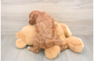 Mini Irish Doodle Pup Being Cute