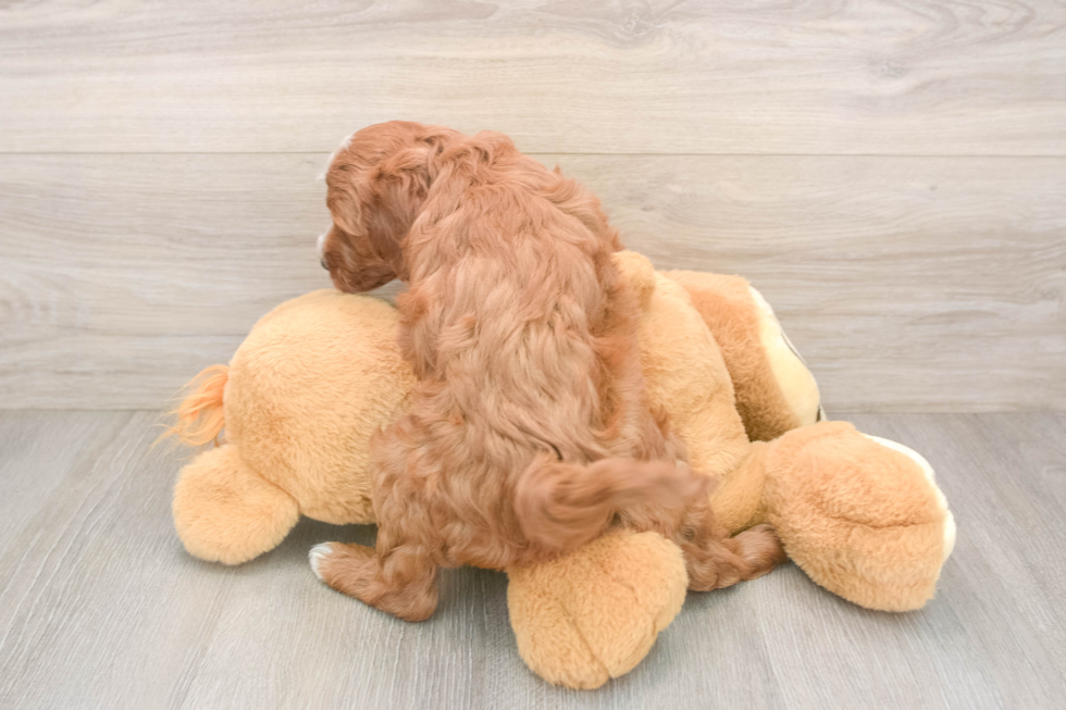 Mini Irish Doodle Pup Being Cute