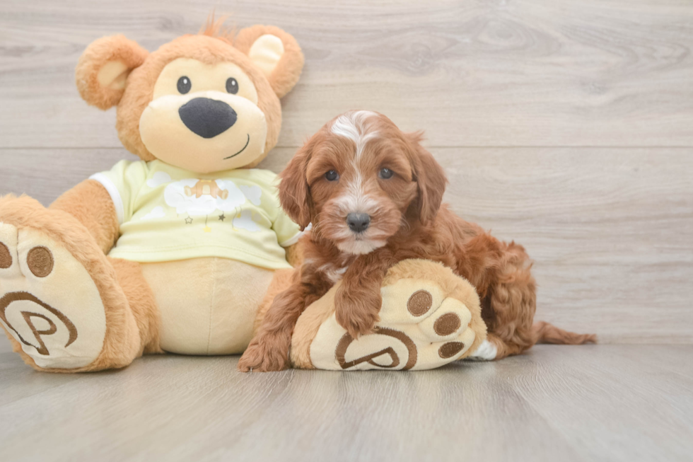 Mini Irish Doodle Pup Being Cute