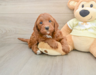 5 week old Mini Irish Doodle Puppy For Sale - Seaside Pups