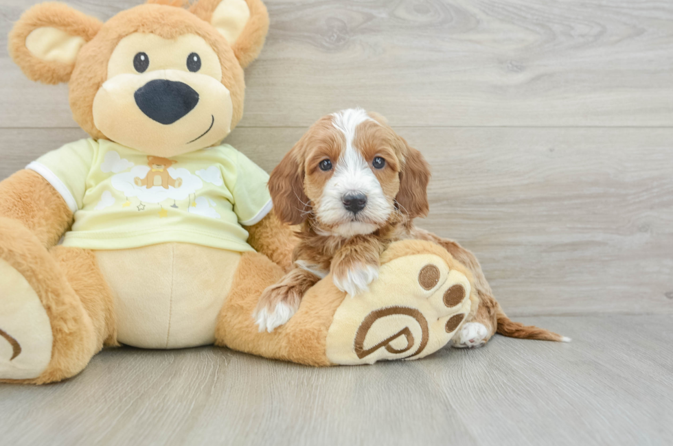 6 week old Mini Irish Doodle Puppy For Sale - Seaside Pups