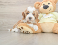5 week old Mini Irish Doodle Puppy For Sale - Seaside Pups