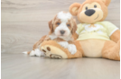 Best Mini Irish Doodle Baby