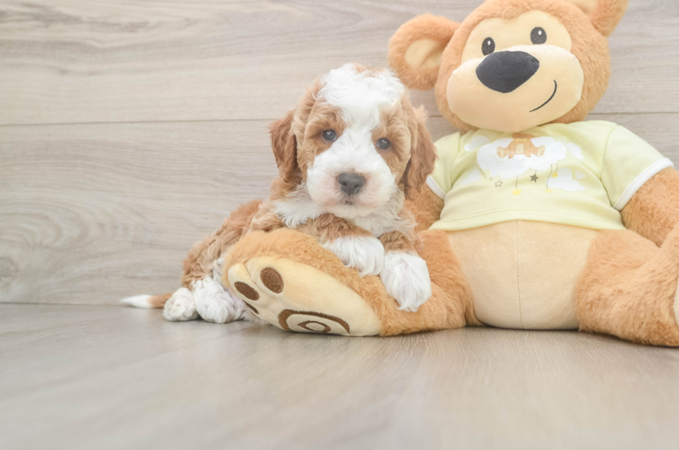 5 week old Mini Irish Doodle Puppy For Sale - Seaside Pups
