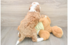 Petite Mini Irish Doodle Poodle Mix Pup