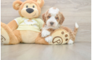 Best Mini Irish Doodle Baby