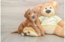 Best Mini Irish Doodle Baby