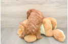 Funny Mini Irish Doodle Poodle Mix Pup