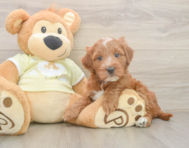 5 week old Mini Irish Doodle Puppy For Sale - Seaside Pups