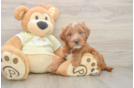 Popular Mini Irish Doodle Poodle Mix Pup