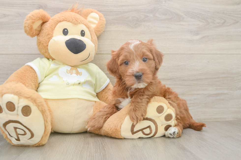 5 week old Mini Irish Doodle Puppy For Sale - Seaside Pups