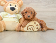 5 week old Mini Irish Doodle Puppy For Sale - Seaside Pups
