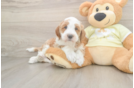 Adorable Mini Irishdoodle Poodle Mix Puppy