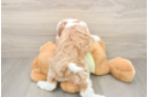 Little Irish Poodle Poodle Mix Puppy