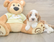 5 week old Mini Irish Doodle Puppy For Sale - Seaside Pups