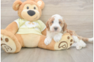 Mini Irish Doodle Puppy for Adoption