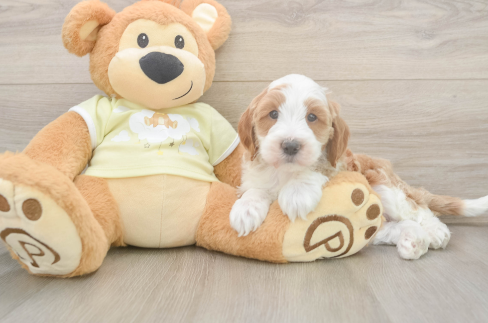 5 week old Mini Irish Doodle Puppy For Sale - Seaside Pups
