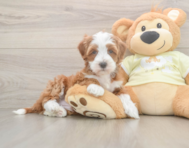6 week old Mini Irish Doodle Puppy For Sale - Seaside Pups