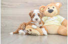 Mini Irish Doodle Puppy for Adoption