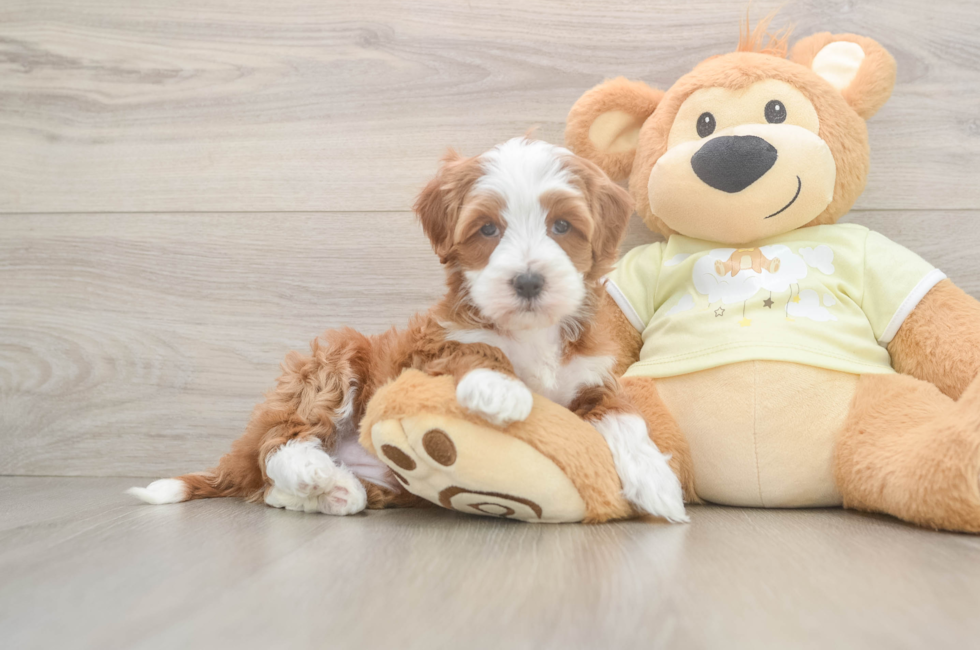 5 week old Mini Irish Doodle Puppy For Sale - Seaside Pups