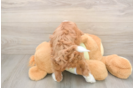 Smart Mini Irish Doodle Poodle Mix Pup
