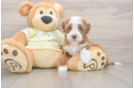 Mini Irish Doodle Pup Being Cute