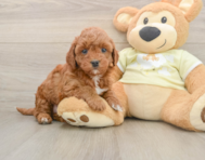 5 week old Mini Irish Doodle Puppy For Sale - Seaside Pups