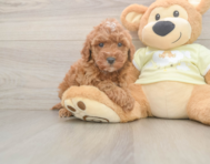 7 week old Mini Irish Doodle Puppy For Sale - Seaside Pups