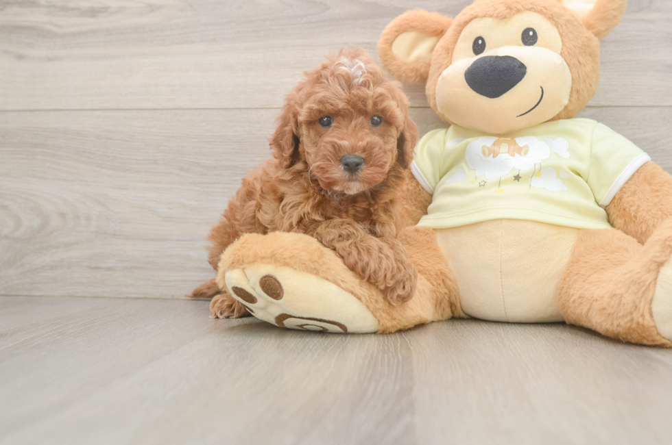 5 week old Mini Irish Doodle Puppy For Sale - Seaside Pups