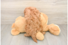 Fluffy Mini Irish Doodle Poodle Mix Pup