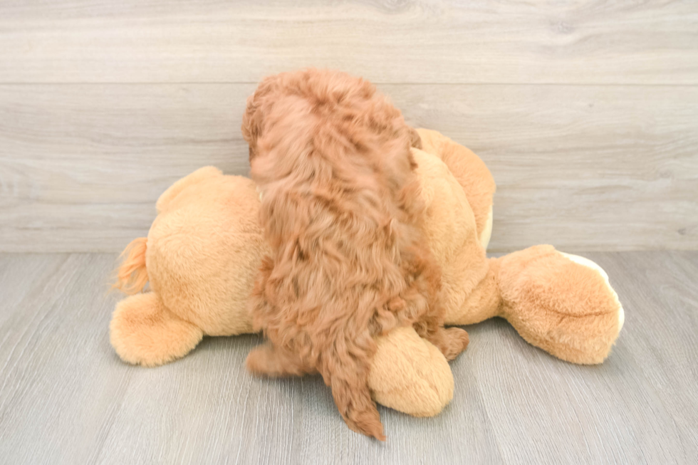 Fluffy Mini Irish Doodle Poodle Mix Pup