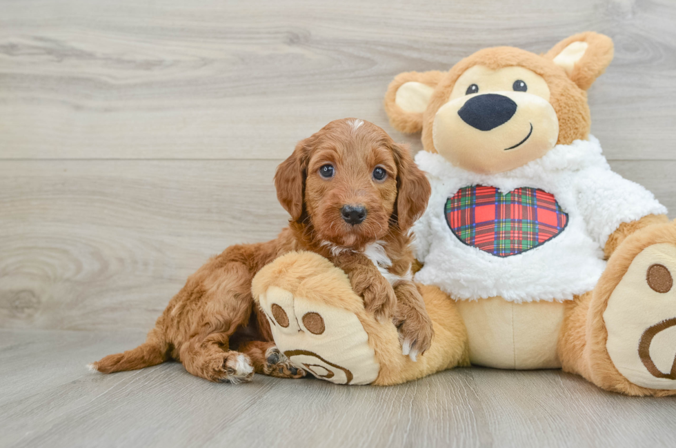 5 week old Mini Irish Doodle Puppy For Sale - Seaside Pups