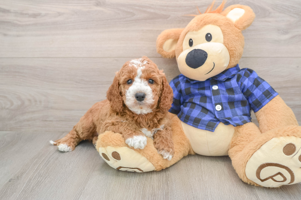 Mini Irish Doodle Pup Being Cute