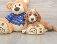 5 week old Mini Irish Doodle Puppy For Sale - Seaside Pups