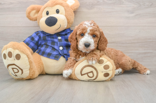 Mini Irish Doodle Pup Being Cute