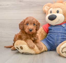 5 week old Mini Irish Doodle Puppy For Sale - Seaside Pups