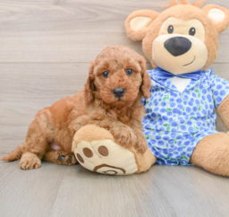 6 week old Mini Irish Doodle Puppy For Sale - Seaside Pups