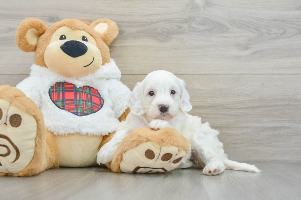 5 week old Mini Irish Doodle Puppy For Sale - Seaside Pups