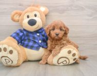 6 week old Mini Irish Doodle Puppy For Sale - Seaside Pups