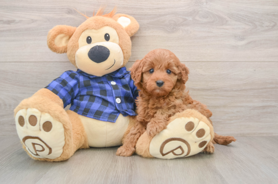 Smart Mini Irish Doodle Poodle Mix Pup