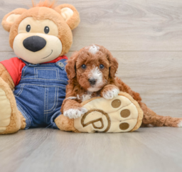 5 week old Mini Irish Doodle Puppy For Sale - Seaside Pups