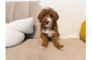 Cute Mini Irish Doodle Poodle Mix Pup