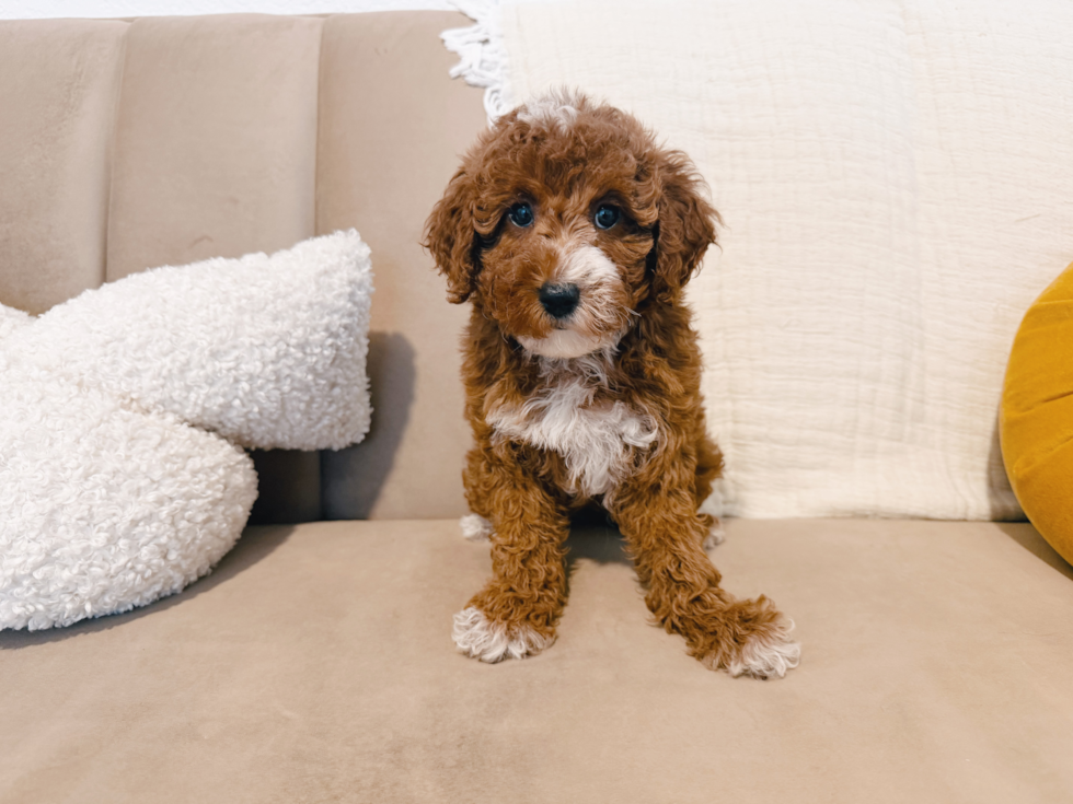Cute Mini Irish Doodle Poodle Mix Pup