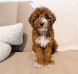 8 week old Mini Irish Doodle Puppy For Sale - Seaside Pups
