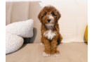 Cute Mini Irish Doodle Baby