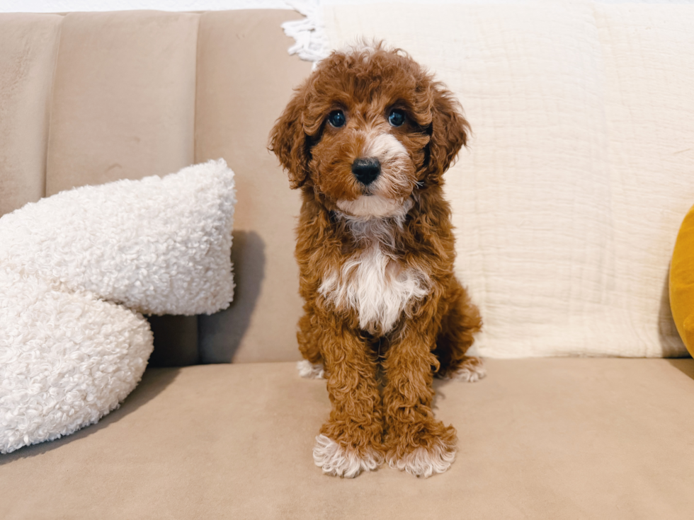 Cute Mini Irish Doodle Baby