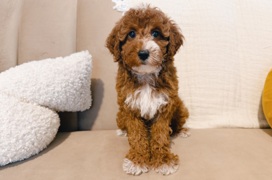 Cute Mini Irish Doodle Baby