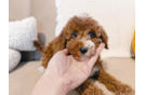 Cute Irish Poodle Poodle Mix Puppy