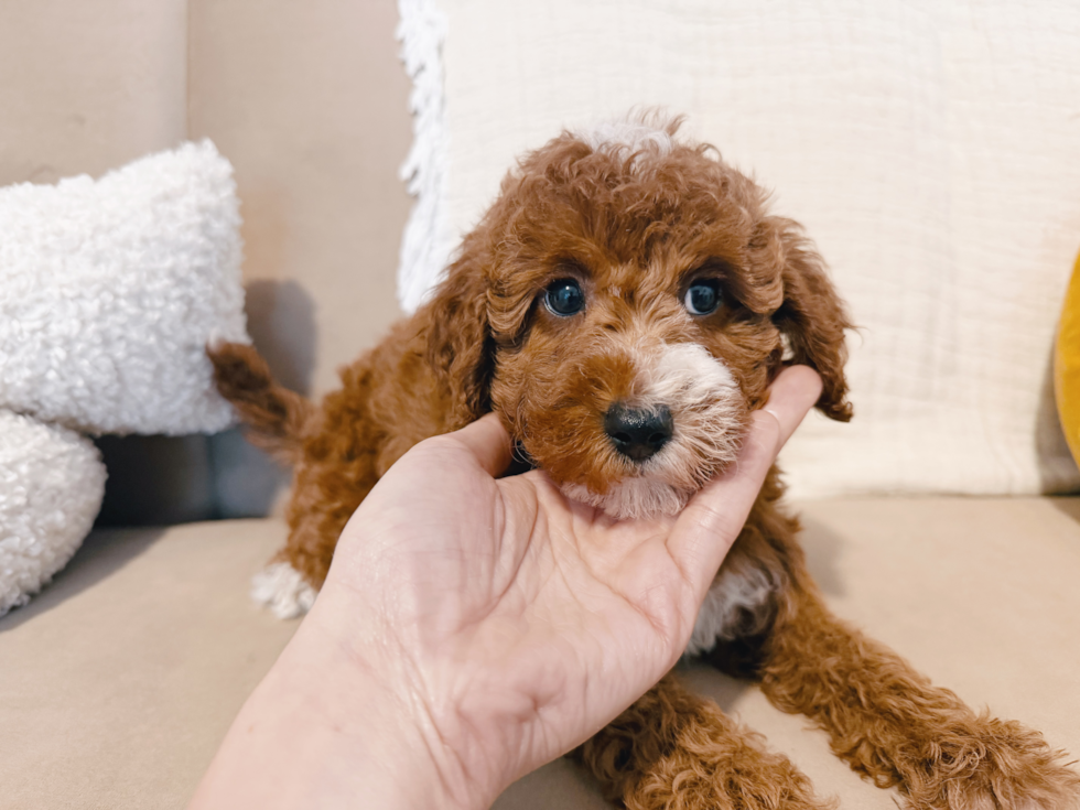 Cute Irish Poodle Poodle Mix Puppy