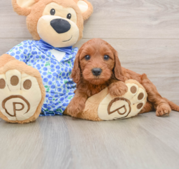 7 week old Mini Irish Doodle Puppy For Sale - Seaside Pups